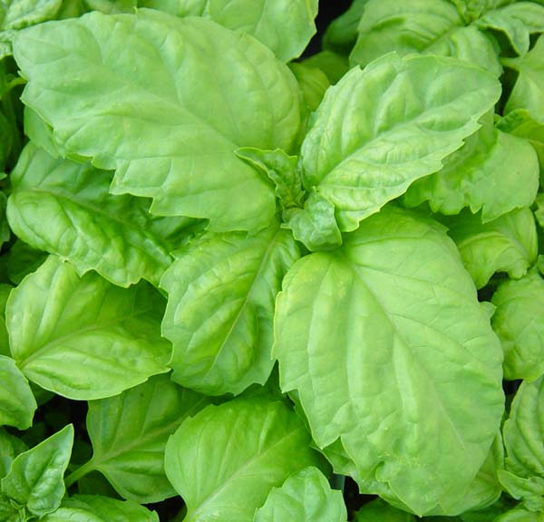 vegetative basil