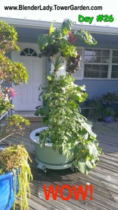 aeroponics fast food